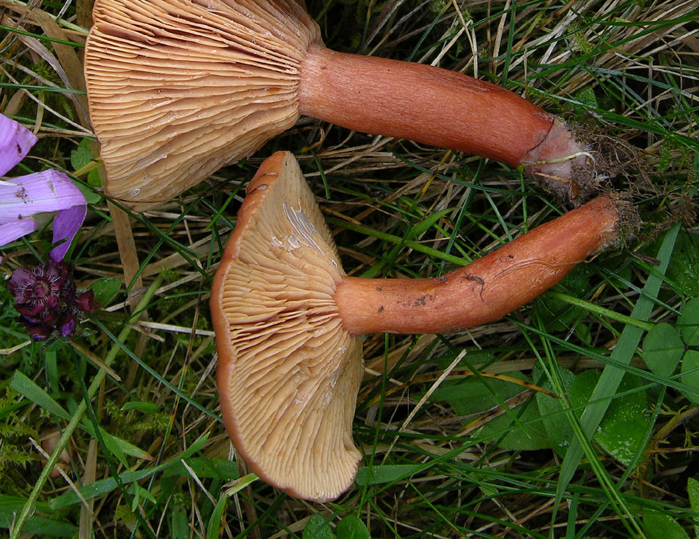 Conferma per Lactarius badiosanguineus.